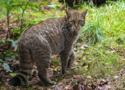 Степной кот: вооружен когтями и опасен 