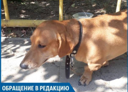 Люди-звери оставили собаку умирать под солнцем, - волжанин