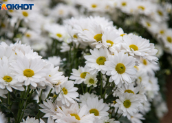 Волжский - в лидерах по любви: в регионе третий год браков больше, чем разводов