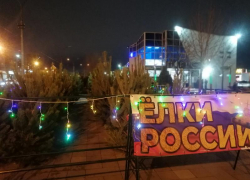 В Волжском открылись елочные базары: где купить новогоднее дерево