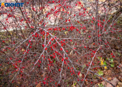 Клим Холодный: что сулил древним русичам день, и какие приметы соблюдали 8 декабря