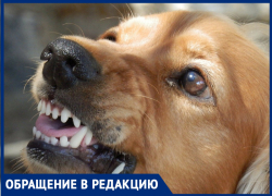Волжанка жалуется на агрессивных собак на стадионе лицея №1