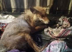 В приюте для животных спасают сбитого в Волжском лиса 