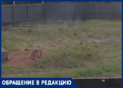 Жителей волжского поселка Краснооктябрьский терроризируют дикие лисы, которые таскают кур и могут напасть на детей