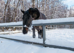 В области «семерка» сбила лошадь 