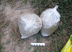 Волжский драгдилер носил с собой 3 000 доз марихуаны