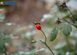 Волжан предупредили о заморозках до -3