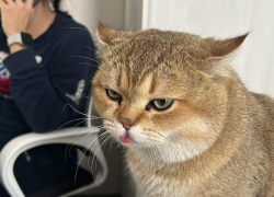 В Волжском на острове Зеленый пропал кот Кинг!