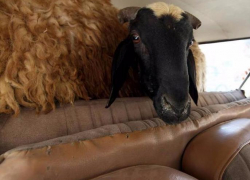 В Волгограде баран выстрелил из ружья в пожилого хозяина