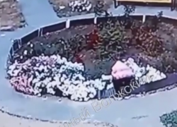 Пока гордума недосчитывается роз на два миллиона, волжане воруют цветы с городских клумб