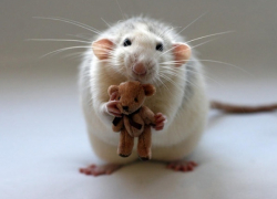 На ферме под Волгоградом рецидивист убил напарника за то, что тот обозвал его «крысой»