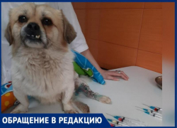 Хозяин бросил изуродованного пса на произвол судьбы в Волжском