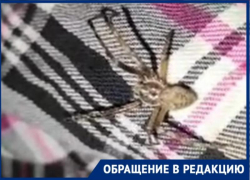 «Целая орда пауков оккупировала мой участок», — волжанка о дачной проблеме