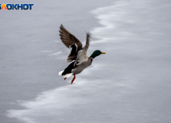 Морозы до -25: в Волжский придут аномальные холода 