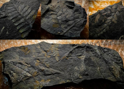 В Волгограде обнаружены окаменелости с отпечатками растений, которым 300 миллионов лет