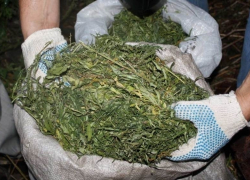 Под Волгоградом задержали мигранта с партией марихуаны 