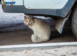 Женщина ударила подругу ножом из-за потерянной кошки в Волгограде