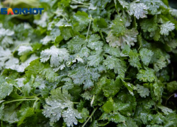 Борщ обойдется дорого: продукты подорожали в Волжском