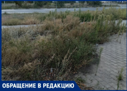 «Косили, не докосили»: волжане возмущены заброшенным покосом в 27-м микрорайоне