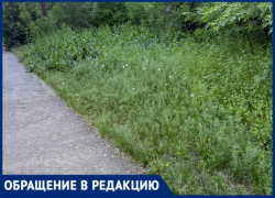 Клещи, высокая трава и отсутствие покоса возмутили жителя Волжского