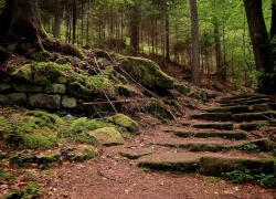 Под Волгоградом в лесу нашли неопознанный труп