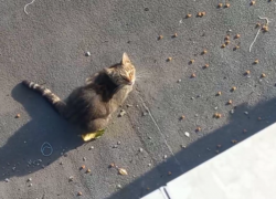 Кошка выпала из окна многоэтажки в Волжском