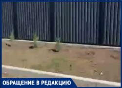 В Волжском начали воровать деревья 