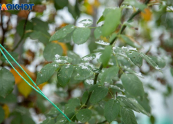 Степанов день: почему 9 января слушали птиц и берегли дом от бед