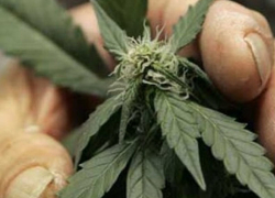 Троих жителей Волгоградской области задержали за незаконные операции с наркотиками