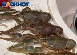 Волгоградский курьер украл 4 кг раков, но они испортились