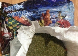 В Камышине прикрыт крупный канал поставки марихуаны