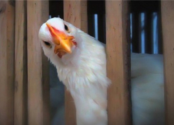 Житель Волгоградской области похитил три десятка несушек 