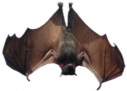 В Волжском можно встретить самого крупного летающего «вампира» в Европе