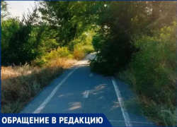 В непроходимые джунгли превратились велодорожки в Волжском 