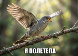Волжанам назвали время массового отлета кукушек
