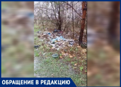 Березовая роща в Волжском превратилась в свалку