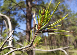 В Волгоградской области планируют обработку лесов от вредителей на 4 тысячи га