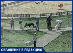 Волжанка пожаловалась на выгул собак на детской площадке