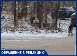 Волжанка жалуется на стаи собак рядом с домом