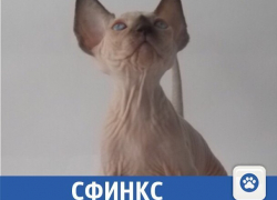 Для малышки сфинкса ищут заботливых хозяев в Волжском