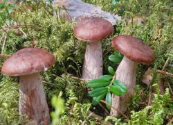 Сезон отравления грибами открыт