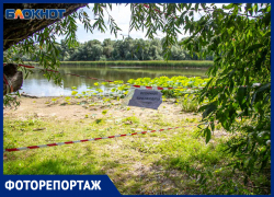 Как в Волжском выращивали краснокнижные лотосы и где их найти 
