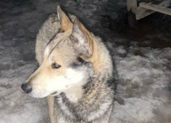 В Волжском ищут хромого пса с волчьим окрасом