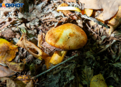 Волжане начали поиски грибов: как не отравиться 