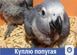 Птенца попугая с удовольствием купит волжанка