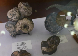 Школьники нашли древний аммонит на берегу реки в Волгоградской области