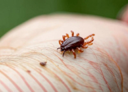 В Волгоградской области клещи проснулись раньше срока