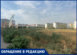 Волжский тонет в траве и смраде: жители жалуются на заброшенное поле с трупами животных