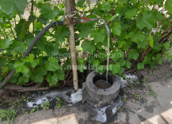 Тухлая вода с запахом фекалий: в Волжском жители бьют тревогу 
