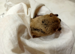 В Волжском спасли летучую мышь, залетевшую в подъезд